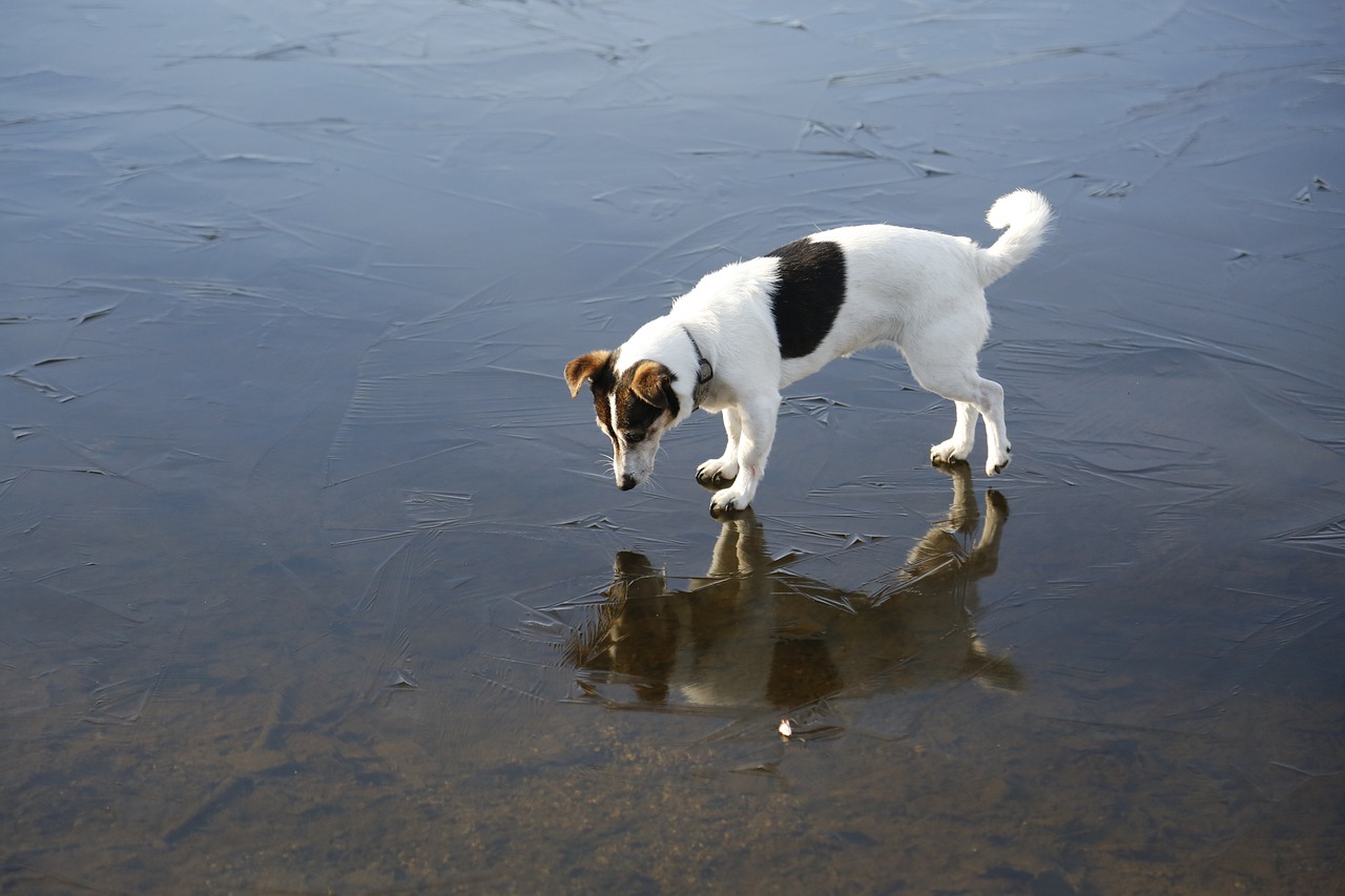 jack russell, dog, frozen lake