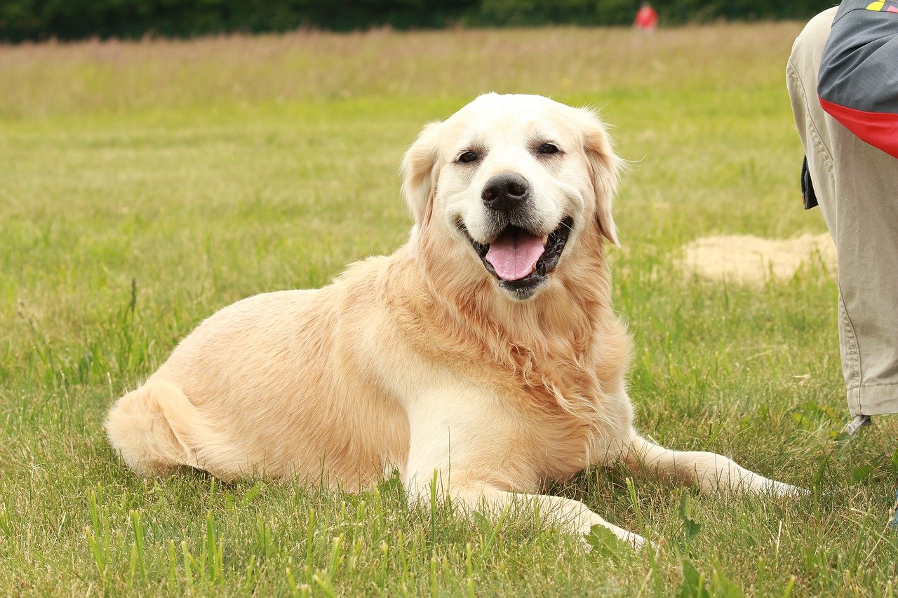 a-five-year-old-boy-who-struggled-with-autism-met-his-service-dog-for